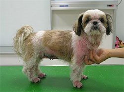 A survey conducted earlier this year by Novartis Animal Health has shown that owners of dogs diagnosed with atopic dermatitis want to learn more about the condition after their veterinary consultation.