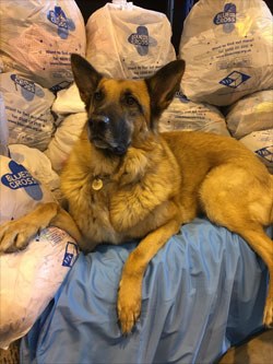The Blue Cross is asking veterinary nurses to donate any unwanted, saleable items to help the charity raise funds to care for homeless, abandoned, sick and injured pets.