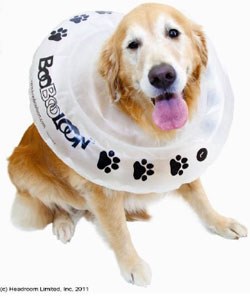 Complete Veterinary Care (CVC) is to launch the BooBooLoon, a new alternative to the Elizabethan collar at BSAVA Congress.
