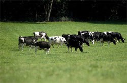 The Government has announced that England is set to apply for Officially TB-Free (OTF) status for more than half of the country next year - two years ahead of schedule.  The Department for Environment, Food and Rural Affairs (Defra) says this is evidence that its strategy to tackle bovine TB, which costs taxpayers £100m a year, is delivering results.   Defra says that gaining OTF status for the low risk area, covering the north and east of England, would boost trade opportunities and mean some herds require less regular TB testing, reducing costs for farmers.  This would be the first time anywhere in England has enjoyed this status and the government says it is a key step in its 25-year plan for the whole of the UK to be TB-free by 2038.  Environment Secretary Andrea Leadsom said: "Gaining global recognition that more than half of England is TB-free will be a significant milestone in our long-term plan to eradicate this devastating disease, and will open up new trading opportunities for farmers.  "We have much still to do in the worst affected parts of the country, but this shows that our strategy - combining practical biosecurity measures, a robust cattle movement and testing regime, and badger control in areas where the disease is rife - is right and is working."  Results published today confirm all ten licensed badger control operations achieved successful outcomes. A consultation opens today on next steps for badger control in areas that have completed the first four years of intensive culling.  Other measures announced today include:  Wider use of blood tests alongside the current skin test in the high risk area to provide a more sensitive testing regime in TB affected herds, minimising the risk of leaving infected animals in herds. A plan to introduce new, more coherent powers to manage the TB risk in pigs, sheep, goats, deer and camelids, to bring them more in line with cattle controls. This will include new statutory compensation arrangements for these species. More frequent updates to the ibTB online tool which allows farmers to view TB outbreaks close to their farm. From early in 2017 the data will be refreshed every fortnight rather than every month. Chief Veterinary Officer Nigel Gibbens said: "This year we have seen that badger control can be delivered successfully on a wider scale. Further expansion in the coming years, alongside our robust cattle movement and testing regime, will allow us to achieve and maintain long term reductions in the level of TB across the South West and Midlands where the disease is currently widespread."  The government says it is taking robust action to make the country TB-free by 2038, with a strategy including stronger cattle testing and movement controls, good biosecurity, badger control in areas where TB is rife and vaccination when possible.  Vaccinating healthy badgers is part of the government’s long-term plan and could play an important role in preventing bovine TB spreading to new areas of the country. Defra plans to resume the Badger Edge Vaccination Scheme, which offers support for private badger vaccination projects in edge area counties, in 2018 when we expect vaccine supplies to be available once more following the current global shortage.  The government is also supporting farmers to take practical action to reduce the risk of infection onto their farm. This includes support for a new CHeCS TB cattle herd accreditation scheme, on-farm biosecurity demonstrations for farmers, and training for veterinary surgeons delivered by APHA jointly with the private sector. Farmers can also access practical guidance on the TB Hub, which brings advice from farming experts, vets and government together in one place.