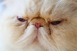 International Cat Care is highlighting a new study by the University of Edinburgh which concluded that flatter-faced cats were more likely to have breathing problems and that the breathing difficulties were also associated with increased tear staining and a more sedentary lifestyle1.