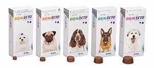 MSD Animal Health UK has announced the launch of Bravecto, which it says is the first and only treatment available for fleas and ticks in dogs that offers 12-weeks duration of efficacy and is rapidly effective.