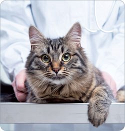 Ceva Animal Health, maker of Amodip, is on the hunt for veterinary professionals to star in a new video demonstrating how to detect hypertension in feline patients.
