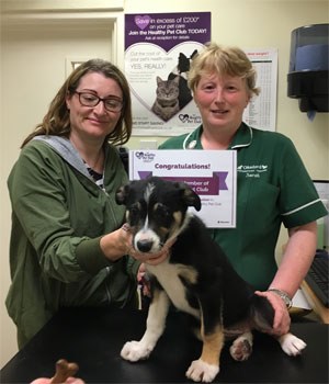 CVS has announced that its Healthy Pet Club loyalty scheme, already the largest of its type in the UK, has reached the 300,000-member milestone.    Mrs Angie Scullion (pictured right) from Okehampton joined the Healthy Pet Club in May 2017 at Okeford Veterinary Centre with her Border Collie, Cassie. She was awarded a year’s free membership by the practice to celebrate the milestone.  Launched in 2010 with 11,000 members, the Healthy Pet Club helps pet owners budget for their pets’ healthcare by spreading payments over a year. They also make savings on vaccinations, flea and worm treatments and receive access to a wide range of other benefits.  Mr Mukesh Rughani, Healthy Pet Club Manager at CVS, said: "Pet owners want value so we constantly research the market to check that the discounts and benefits we offer through the Healthy Pet Club are the ones that we know they will find most meaningful.  "We are delighted that the Healthy Pet Club has reached the 300,000-member mark and we have a number of exciting developments planned for later this year which we believe will make it an even more useful tool for our member practices while setting a new standard in value for our clients."