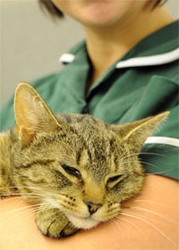 Following Pets at Home's recall of four cat food products found to be low in thiamine, Davies Veterinary Specialists has issued advice for veterinary professionals and pet owners about the diagnosis and treatment of thiamine deficiency in cats.
