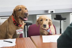 Edinburgh Napier University has adopted a novel way of selecting students for its BSc (Hons) vet nursing programme: using a family of red fox Labradors to help sniff out the best candidates.