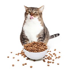 International Cat Care has published a new feeding plan, based on scientific evidence, to improve cat health and welfare.