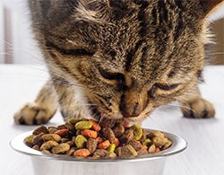 Improve International has launched a new Nurses' Certificate in Small Animal Nutrition designed to help nurses with an interest in nutrition to increase the depth and range of their knowledge.