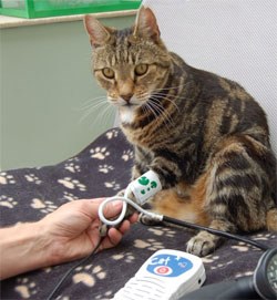 International Society of Feline Medicine (ISFM), the veterinary division of International Cat Care, has published Consensus Guidelines on the Diagnosis and Management of Hypertension in Cats to guide veterinary practitioners in the clinical management of hypertension in their feline patients.