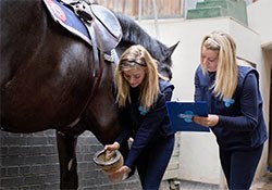 Blue Cross has announced the results from its National Equine Health Survey (NEHS) which show that lameness is three times more likely to be caused by conditions such as osteoarthritis in the limb rather than problems in the foot.