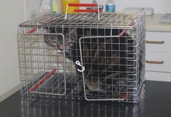 MDC cat cage