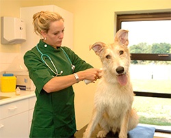 The Dogs Trust has officially launched the Free Microchipping Through Vets Campaign through which all owners can get their dog microchipped free of charge through participating veterinary practices. 