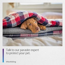 MSD Animal Health has launched 'No Hiding', a campaign designed to educate pet owners about parasite control and add value to the consultation process by encouraging veterinary nurses and front-of-house staff to get more involved and share their expertise and experience.