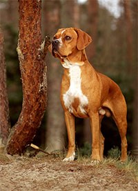 The Kennel Club has announced that it now recognises the Portuguese Pointer, bringing the total number of recognised pedigree breeds in the UK to 212.
