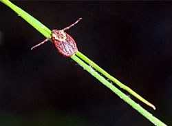 A new study carried out by The University of Salford and sponsored by Merial has found that ticks present a risk all year round in the UK1.