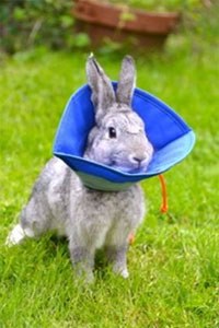New post operative collar for rabbits 