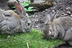 The University of Bristol, the Rabbit Council, the Pet Industry Federation, the RSPCA and the RWAF have come together for the first time to produce a vision for improving rabbit welfare.