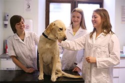 Fifty young people from low and middle income backgrounds will have the opportunity to learn what it takes to become a vet and prepare to apply to a veterinary school, at a summer school run by the Sutton Trust and the Royal Veterinary College.