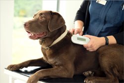 SureFlap has launched the SureSense Microchip Reader, a pocket-sized unit designed for use by veterinary and pet care professionals.