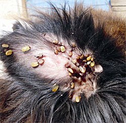 Brown tick, courtesy Bayer