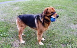 Fudge, last year's winner of the 'Weigh-in Club' competition to help cats and dogs lose weight safely. 