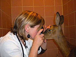 Here's looking at you. Emma Keeble with a deer brought in with head injuries