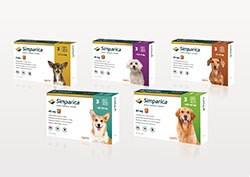 Zoetis has announced the launch of Simparica, a once-monthly oral medication for the treatment of flea, tick and mite infestations in dogs beginning at eight weeks of age. 