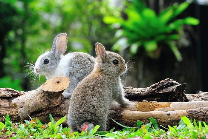 Burgess Pet Care and the Rabbit Welfare Association & Fund are inviting nominations for three new awards to celebrate the work of rabbit-friendly vet nurses, vets and practices in the UK.