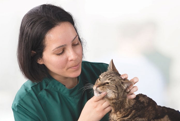 New treatment unit for cats with overactive thyroid VetNurse News
