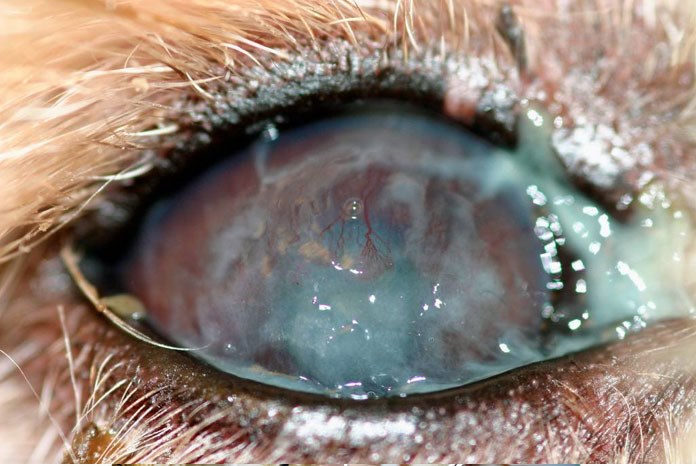 keratoconjunctivitis sicca (KCS), aka canine dry eye