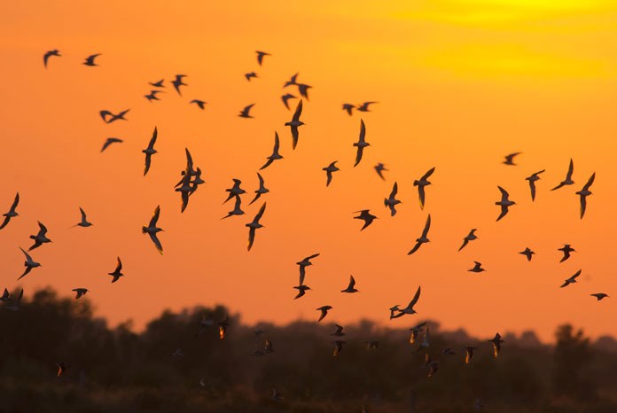 The Department for Environment, Food and Rural Affairs (Defra) has extended the bird flu prevention zone declared in Dorset last week to cover the whole of England, requiring all bird keepers to follow strict biosecurity measures. 