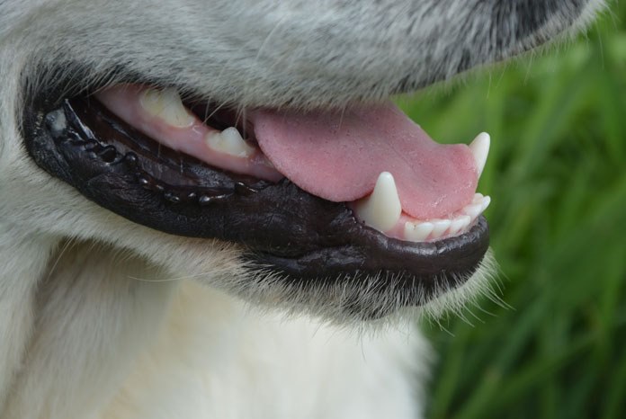 The Royal Veterinary College has published new evidence which shows that of the eight major disorders seen by veterinary surgeons in practice, dental disease, osteoarthritis and obesity have the highest overall welfare impact on affected dogs1.