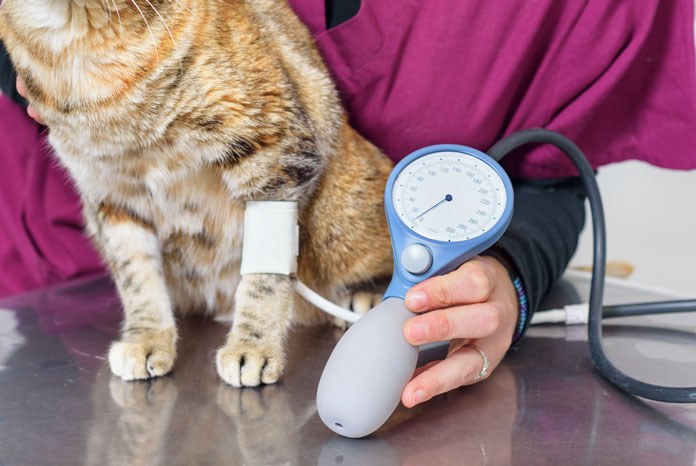 Cat blood pressure medicine top