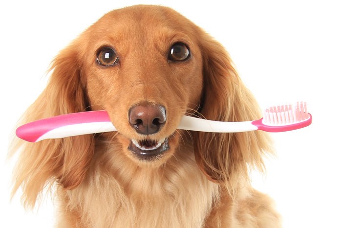 Ceva Animal Health, manufacturer of Logic Dental Hygiene Gel and Logic Orozyme Dental Chews, is running a competition amongst veterinary surgeons and nurses to raise awareness of the importance of pet dental hygiene and toothbrushing.