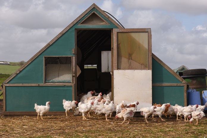 The BVA, the British Veterinary Poultry Association (BVPA) and Veterinary Public Health Association (VPHA) have jointly welcomed a New Code of Practice for the Welfare of Laying Hens and Pullets 