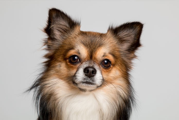 The Royal Veterinary College’s VetCompass programme has published the results of new research which shows that ownership of Chihuahuas is growing despite the breed being particularly prone to expensive dental problems and obesity.