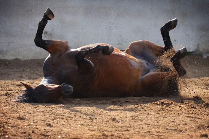 The British Equine Veterinary Association has announced that colic will be a key topic on the scientific programme at Congress this year, which runs from 11th to 14th September at the Birmingham ICC.