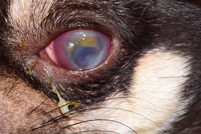 Davies Veterinary Specialists reports that it has performed its first corneal xenograft on a Chihuahua with a melting corneal ulcer. 