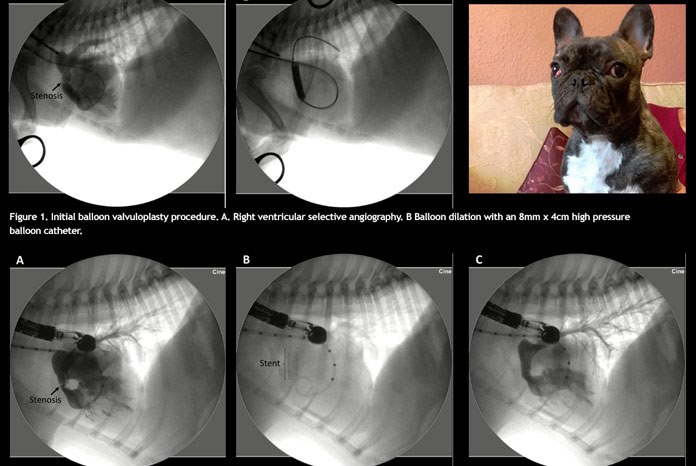Cardiologists at Davies Veterinary Specialists in Hertfordshire have implanted a stent across the pulmonic valve of a four-month-old French Bulldog with severe and deteriorating pulmonic stenosis