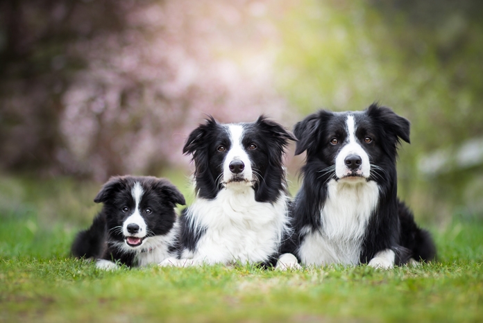 The Animal Health Trust (AHT) has announced the launch of a new DNA test for the genetic mutation which causes glaucoma in Border Collies.