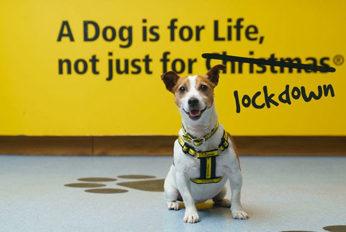 Dogs Trust has temporarily changed its famous strapline to: ‘A Dog Is For Life, Not Just For Lockdown’ after searches for 'buy a puppy' went up by 120% in March.