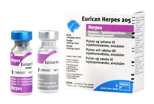 Merial, now part of Boehringer Ingelheim, has announced that it is out of stock of Eurican Herpes vaccine in the UK and unable to confirm when it will be re-stocked. 