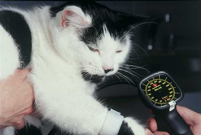 Ceva Animal Health is urging vet nurses to take cats' blood pressure annually
