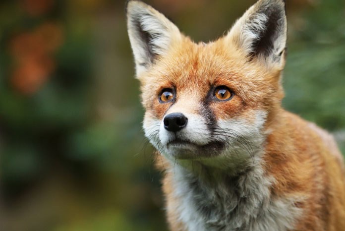 foxes are a carrier of Angiostrongylus vasorum