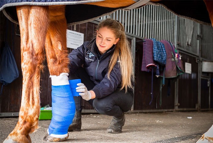 Hartpury University has launched a new equine veterinary nursing degree.