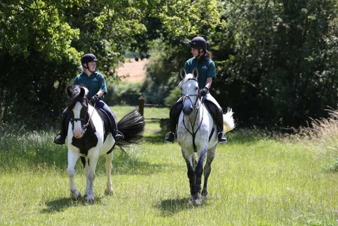 A new study published in the Journal of Veterinary Internal Medicine has shown that just 25 minutes of light exercise may have health benefits for horses, even if it doesn’t result in additional weight loss1.