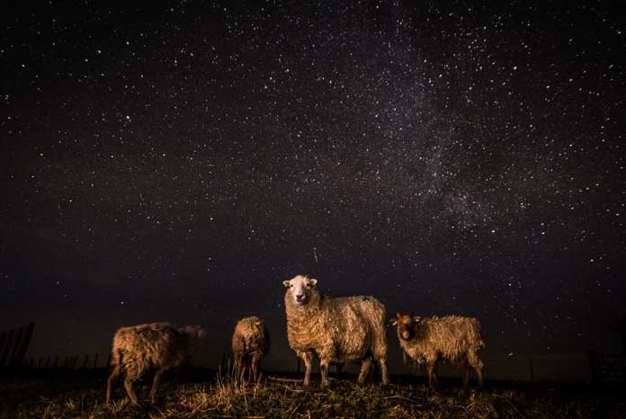 Rare and native North Ronaldsey and Dartmoor sheep grazing under the milky way in Northumberland' © Jen Rowland
