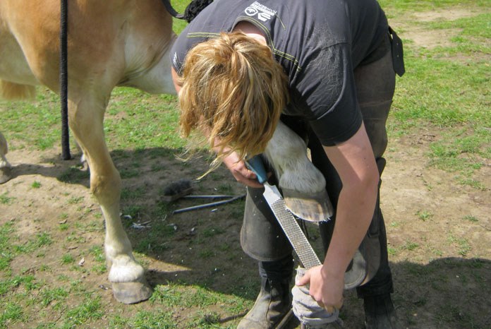 Horses and ponies that gain weight are more than twice as likely to develop laminitis than if they lose or maintain their weight, according to new research published last month in BMC Veterinary Research1.