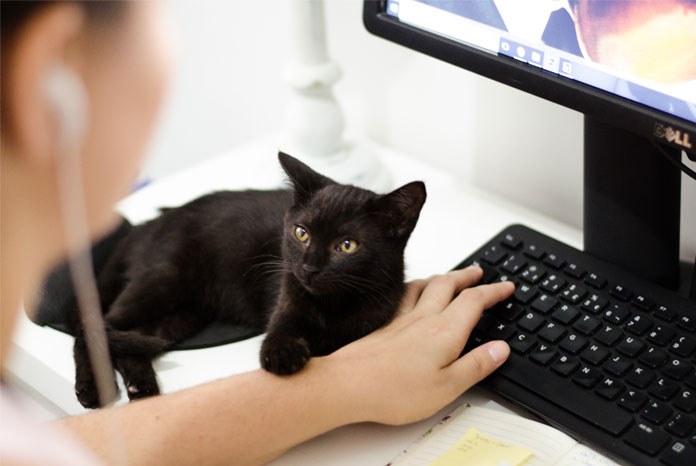 MSD Animal Health has added a telemedicine system to its VetsDeliver platform which allows practices to set up online consultation rooms, hold online appointments on Zoom and charge owners in advance.