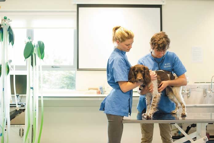 Nottingham launches MSc in veterinary physiotherapy - VetNurse News - Vet  Nurse - Vet Nurse